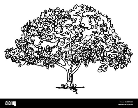 Oak Tree Line Drawing High Resolution Stock Photography And Images Alamy