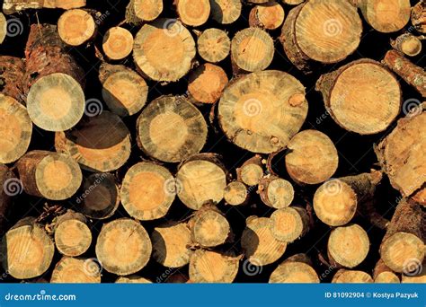 Pine Wood Piles Stacked Stock Photo Image Of Sawmill 81092904