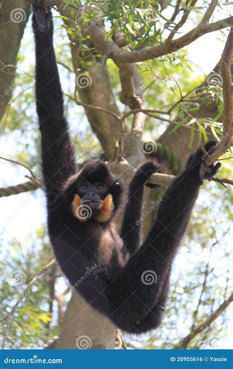 Monkey Hanging On A Tree Royalty Free Stock Image Image 20955616