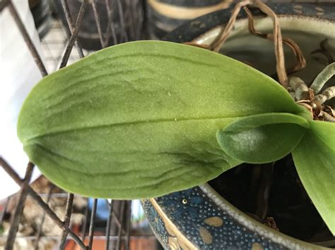 Orchid Beginners Often Ask How Do I Know If My Orchid Is Getting