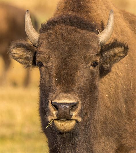 Young American Buffalo Bison Photograph By Randy Straka Fine Art