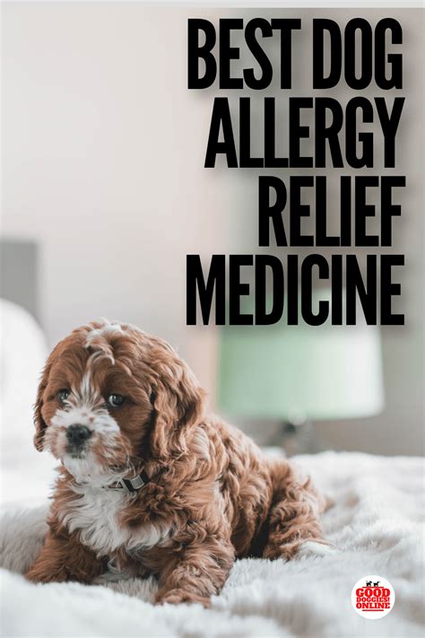 The Best Dog Allergy Medicine For Itch Relief Dog Skin Allergies