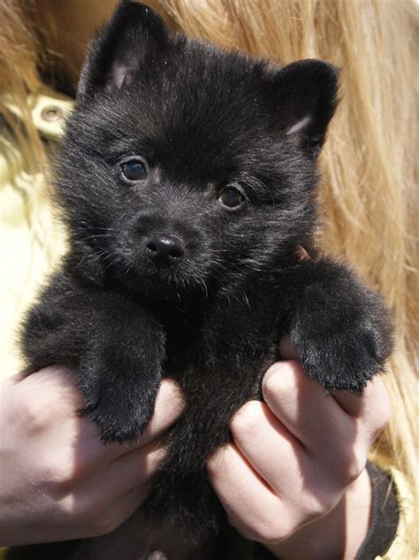 Schipperke Puppy Photo And Wallpaper Beautiful Schipperke Puppy Pictures