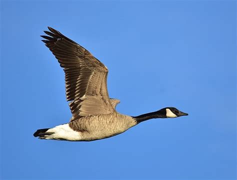 Canada Goose Hunting Season Open In Nys