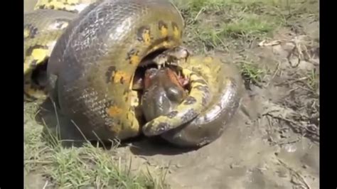 Animal Attacks Anaconda Vs Crocodile Python Vs Alligator Compilation