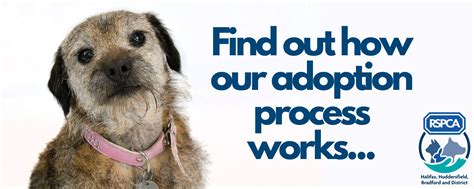 What Is The Dog Adoption Process
