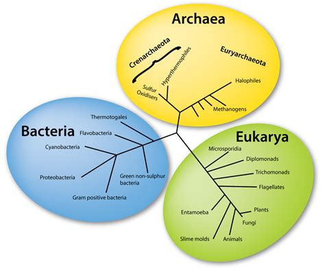 Prokaryotes Ck 12 Foundation