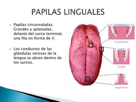 Anatomía Lengua