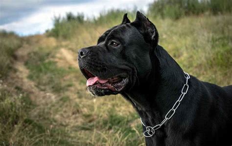 Cane Corso Information And Dog Breed Facts Pets Feed