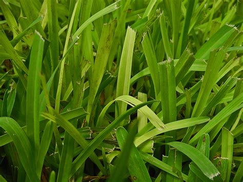 The blade of grass sign, also called the candle flame sign, refers to the lucent leading edge in a long bone seen during the lytic phase of paget disease of bone. Plant Answers