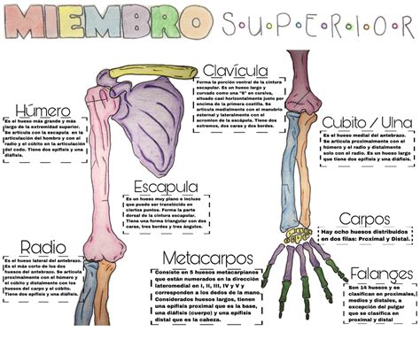 Huesos Del Miembro Superior Anatomía Studocu