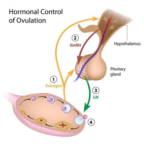What Is Ovulation Induction All About At Denver Fertility Clinics