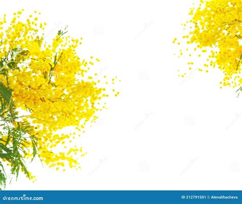 Bush Of Yellow Spring Flowers Mimosa Isolated On White Background Stock