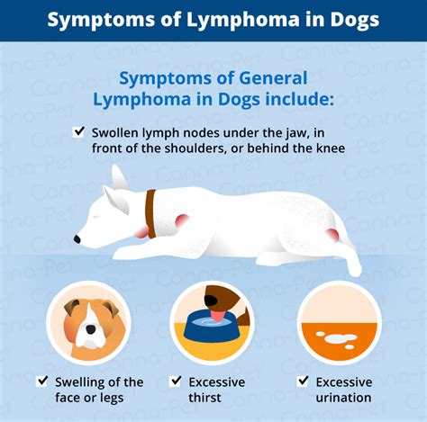 Weight loss weight loss can be a sign of cancer, particularly if your pet has a gastrointestinal tumour. Lymphoma in Dogs | Canna-Pet