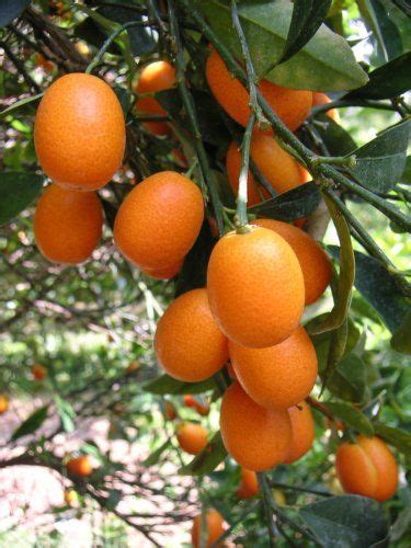 Part of the citrus family, a kumquat fruits are. Kumquat Fruit Tree - I'm embarrassed to say I didn't know ...