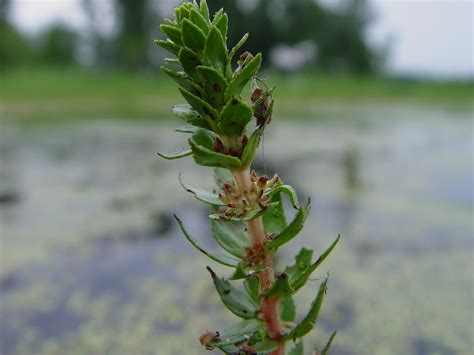 Myriophyllum Heterophyllum Variable Leaved Water Milfoil Go Botany