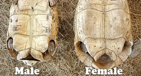 Male Or Female Sulcata 2 Different Ones That I Dont Know The Gender