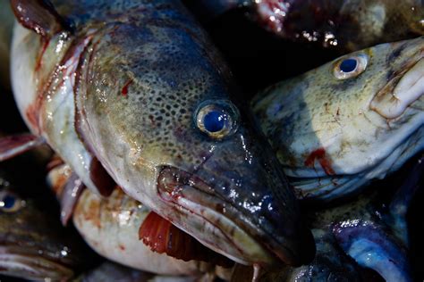 Oppvarming Av Barentshavet Gir økt Fiskebestand