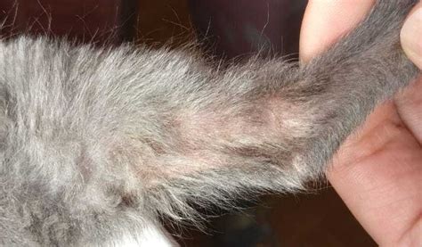 6 Week Old Kitten Bald Spots On Hind Leg Uk Pet Forums Forum