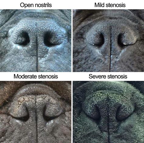 50 Of Short Nosed Dogs Cant Breathe Properly And Heres How To Fix It