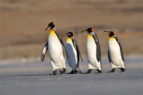 Download Bird Animal Penguin Hd Wallpaper
