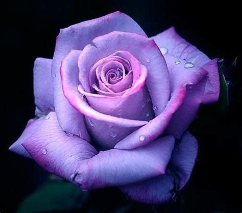 Purple Rose Picture Beautiful Purple Rose 512x451 14170