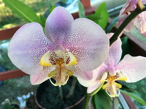 Phal Pink Dragon From My Personal Orchid Collection Orquidea