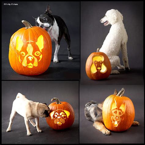 Dog Breed Jack O Lanterns Dog Carved Pumpkins