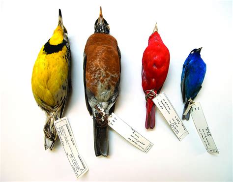 Bird Specimens With Labels Image Eurekalert Science News Releases