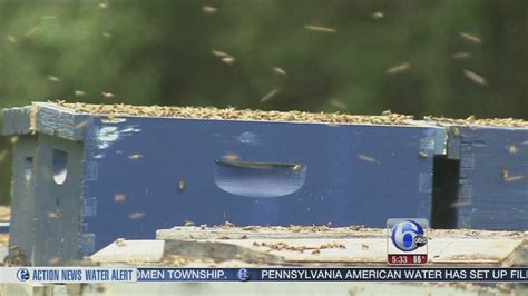 Photos Truck Crash Releases Millions Of Bees In Newark Delaware 6abc Philadelphia