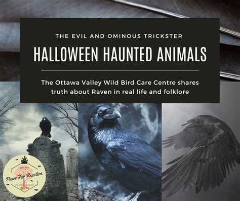 Paws For Reaction Spooky Animals The Ovwbcc Shares The Truth About