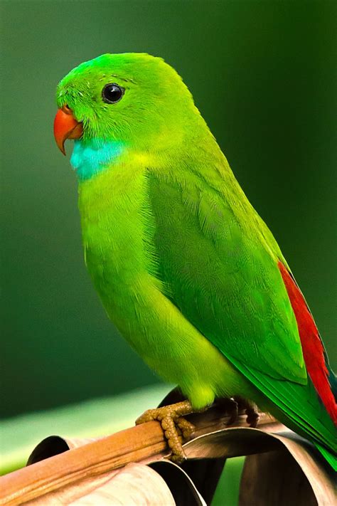 Top 200 Green Parrot Images Hd Wallpaper