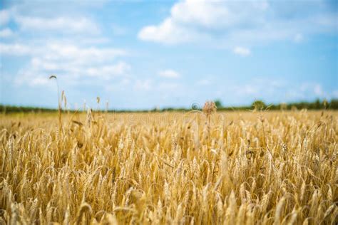 Golden Wheat Field In Cloudy Day With Blue Sky In The Background Stock