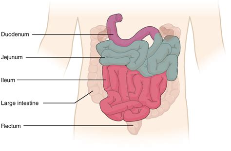 It begins at the ileocecal junction, where the ileum enters the large intestine, and ends at the anus. Large Intestine (Large Bowel): Anatomy, Functions, and Pathology