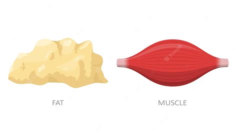 Premium Vector Fat Tissue And Muscle Concept Of Diet Weight Loss