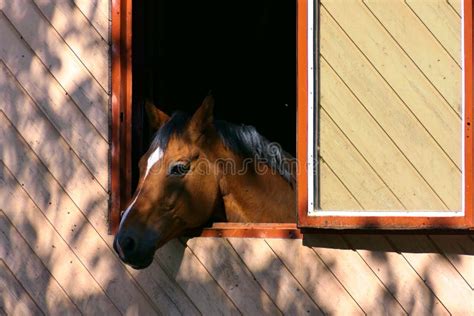 Portrait Of A Horse Closeup Chestnut Looking Out Of The Window Of A