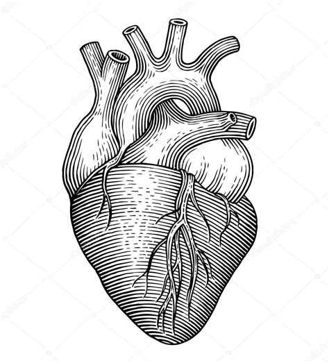 Como Dibujar Un Corazon Humano Corazón Humano — Archivo Imágenes
