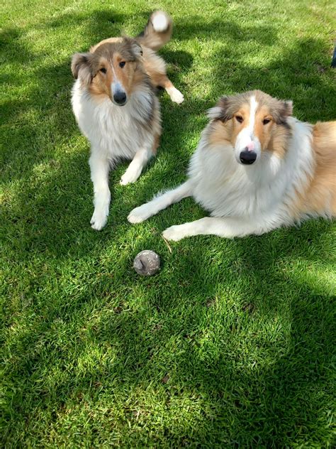 2 Female Lassie Collie Puppies Dogs For Sale Ireland