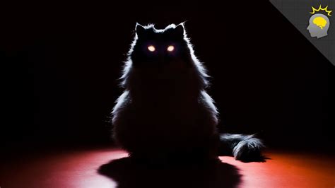 Creepy Cat Eye Glow Science On The Web 69 Youtube