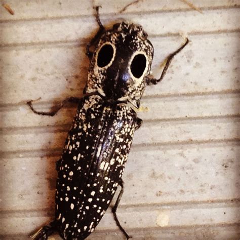Eastern Eyed Click Beetle Strange But Cool Looking In The Yard Today