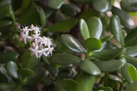 Outdoor Jade Plant Care Learn About Growing Jade Outside