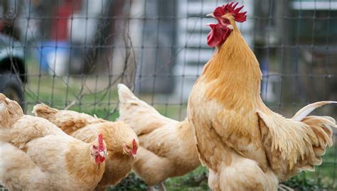 Delaware Chicken All You Need To Know Temperament And Egg Laying