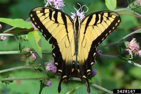 Eastern Tiger Swallowtail Papilio Glaucus Lepidoptera Papilionidae
