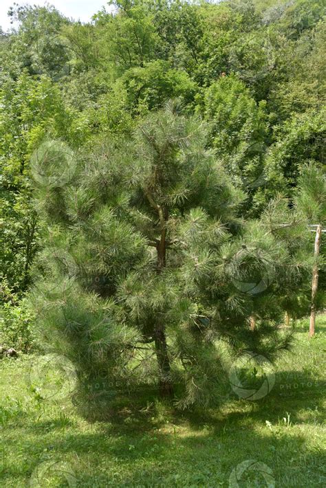 Pinus Tabuliformis Chinese Red Pine Tree Pinus Tabuliformis