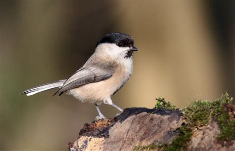 Willow Tit National Survey Saving Species Our Work The