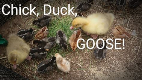 Spring Coop Update On Chicks Ducklings And Goslings The Daily Duck