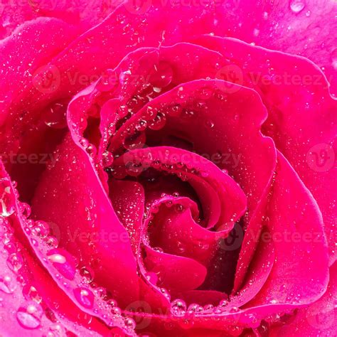 Beautiful Pink Rose Flower Close Up And Water Drops Stock Photo