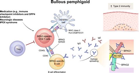 Frontiers Understanding Cd4 T Cells In Autoimmune Bullous Diseases
