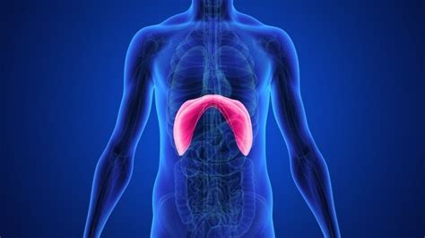 The upper abdominal area is a part of the trunk between the lower ribs and the navel. The lungs are in the chest, so how does belly breathing (diaphragm breathing) work? Why does the ...