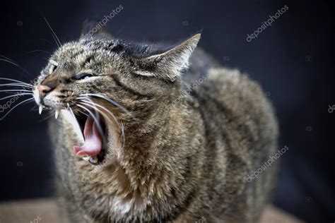 Angry Cat Hisses — Stock Photo © Anjajuli 65407805